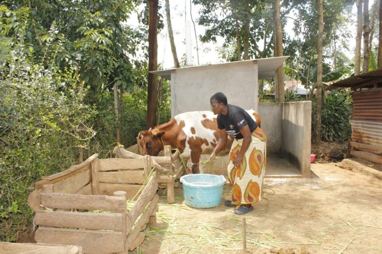 Episcopal-Anglican Idaho-Kenya dairy cow program generates income, builds spiritual relationships